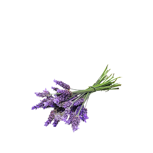 Serenity 02.2 - Beroligende lavendel eterisk olje 10 ml